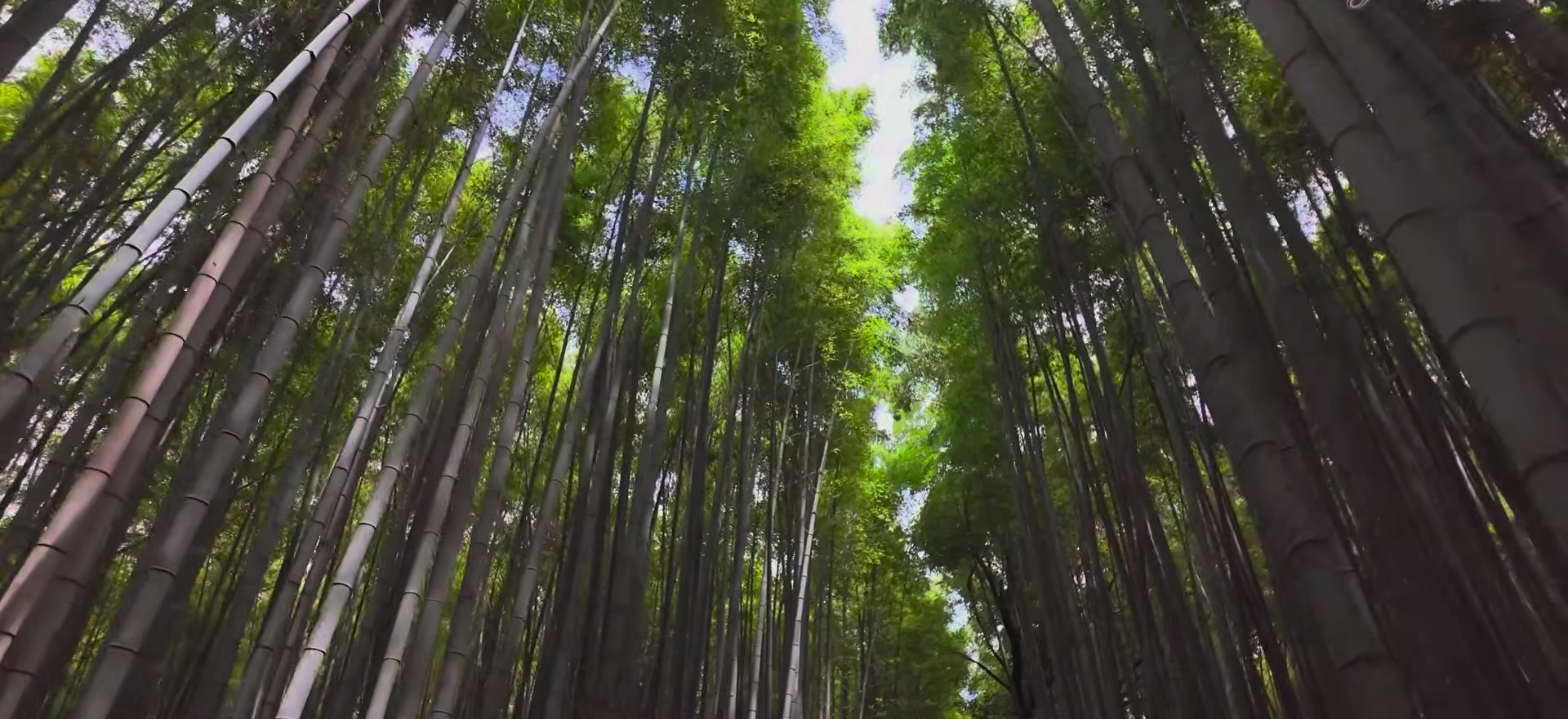 嵐山竹林小徑抬頭看的竹林