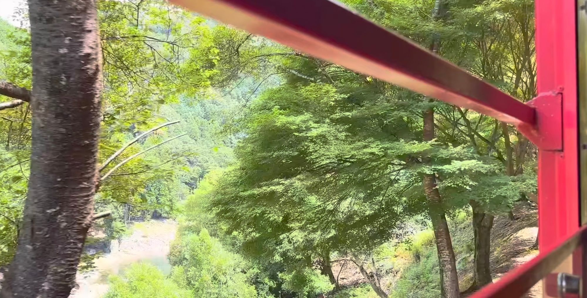 從嵐山小火車打開的窗戶看出去的樹林